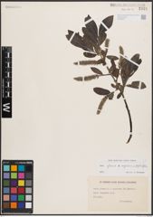 Foto von Salix glauca L. x Salix nigricans Sm. x Salix phylicifolia L.